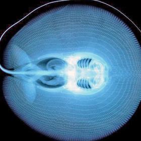 Imagem de raio-X da arraia Heliotrygon gomesi. (Foto: UTSC/ Divulgação)