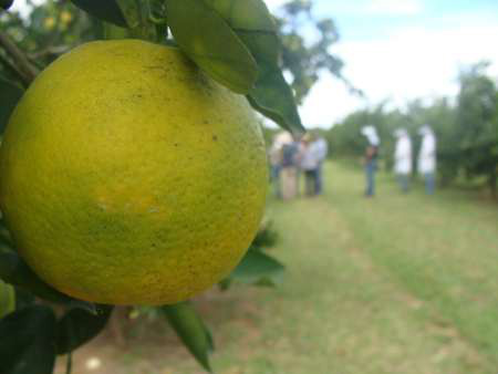 Programa Mais Irrigação prevê investimento de R$ 10 bi na agricultura familiar