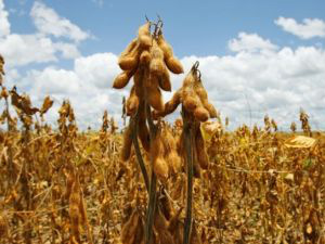 Soja Plus beneficiará agricultores de 15 municípios de MS