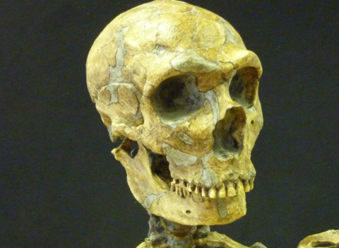 Genes neandertais influenciam em doenças e pigmentação de pele de humanos modernos