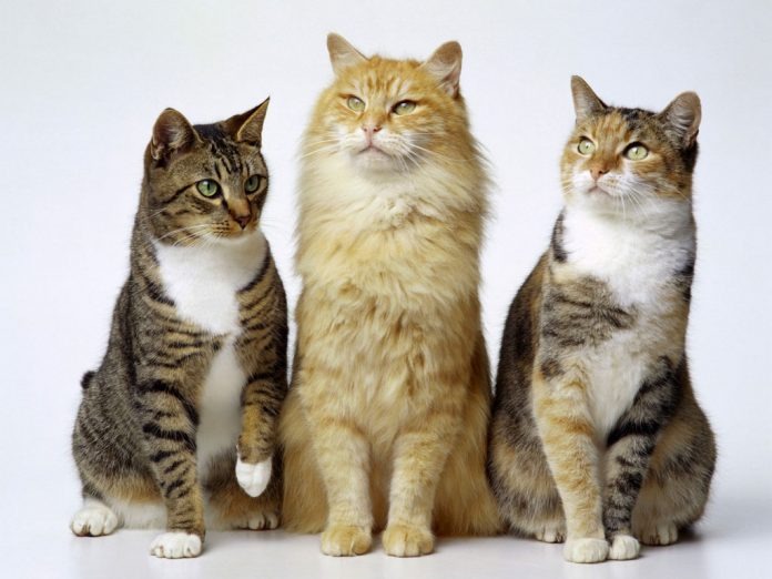 Como acostumar um gato com outro filhote? Como acostumar um gato com outro filhote?