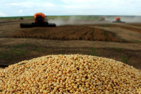 Estudo CNA/Cepea revela que quem alternou o plantio da soja com o milho safrinha não conseguiu cobrir custos da produção