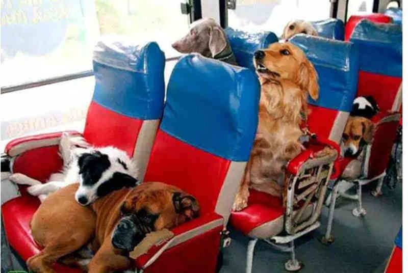 Lei que garante cães e gatos viajando com tutores em ônibus começa a valer em MS Lei que garante cães e gatos viajando com tutores em ônibus começa a valer em MS