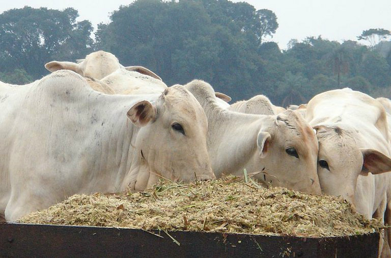 Brasil abre mercado do Japão para carne bovina Foto: Divulgação