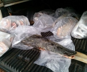 PMA apreende 85 kg de pescado em supermercado e aplica multa de 11,7 mil