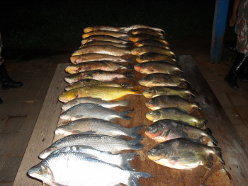 PMA apreende 256 kg de peixe em fundo falso de veículo