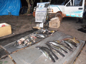 Polícia Ambiental apreende 50 kg de peixes em acampamento clandestino no rio Amambai