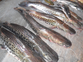 Polícia Ambiental apreende 50 kg de peixes em acampamento clandestino no rio Amambai