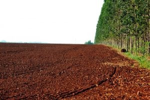 Estiagem põe agronegócio em alerta Foto: Valdenir Rezende / Correio do Estado