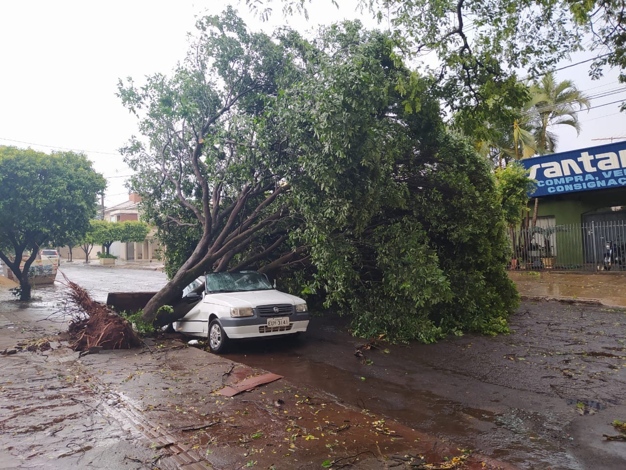 Tempestade derruba árvores e várias ruas ficam interditadas em Dourados Foto: Direto das Ruas