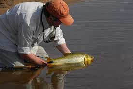 Não está permitido o abate de qualquer espécie, todos exemplares deverão ser soltos.