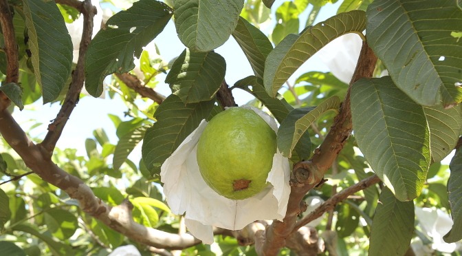 Frutos ensacados são mostrados como técnica para livrar goiaba da mosca-da-fruta Frutos ensacados são mostrados como técnica para livrar goiaba da mosca-da-fruta