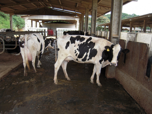 Dourados tem a melhor média de produtividade de leite do Estado