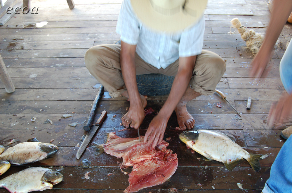 A única pesca permitida neste período na bacia do Rio Paraguai e nos rios de domínio do Estado de Mato Grosso do Sul na Bacia do Paraná é a pesca de subsistência.