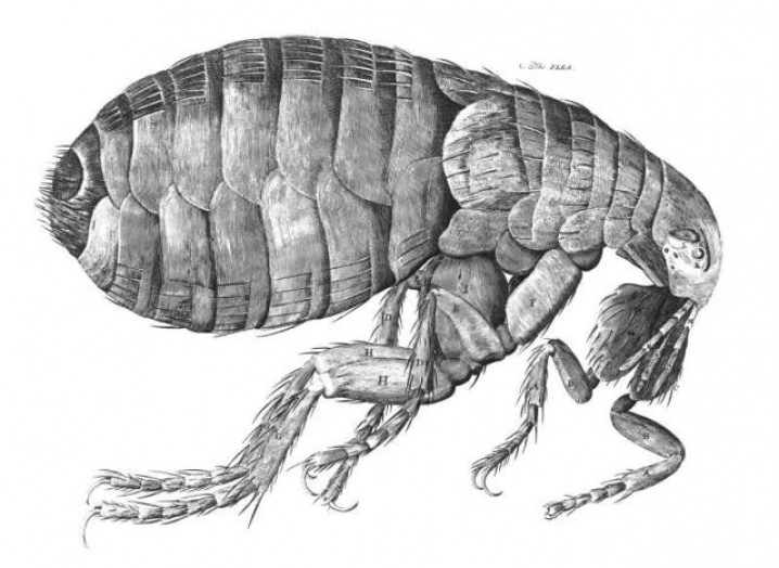 Em pleno século 21, EUA convivem com a peste que matou milhões na Idade Média Pulgas agem como agentes transmissores da bactéria Yersinia pestis.