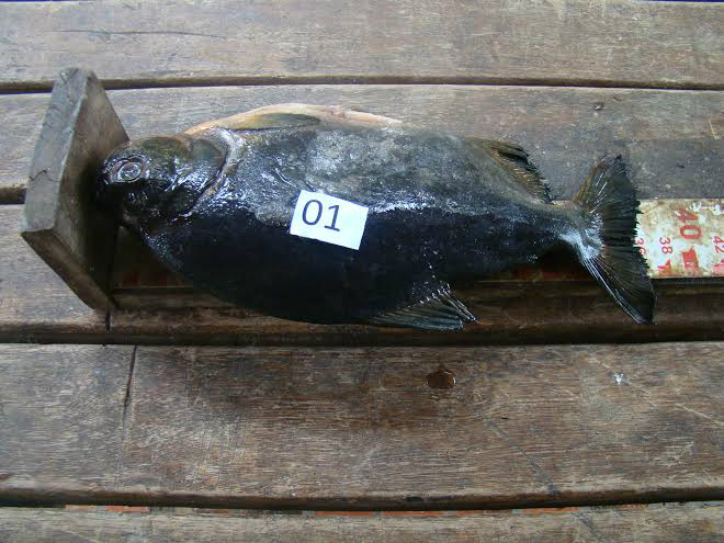 PMA autua comerciante vendendo pescado ilegal em Corumbá