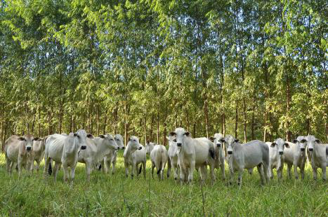 Sistemas integrados diminuem riscos de produção e de renda Foto: Divulgação
