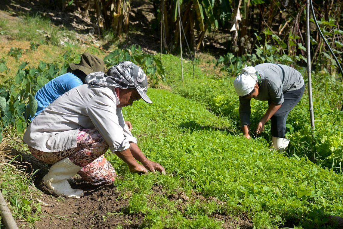 Áreas agrícolas atingidas em Mariana apostam em diversificar produção Tomaz Silva/Agência Brasil