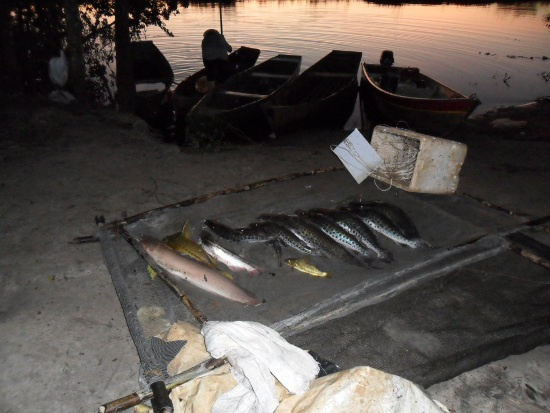 PMA apreendeu 312 quilos de pescado irregular em operações no fim de semana