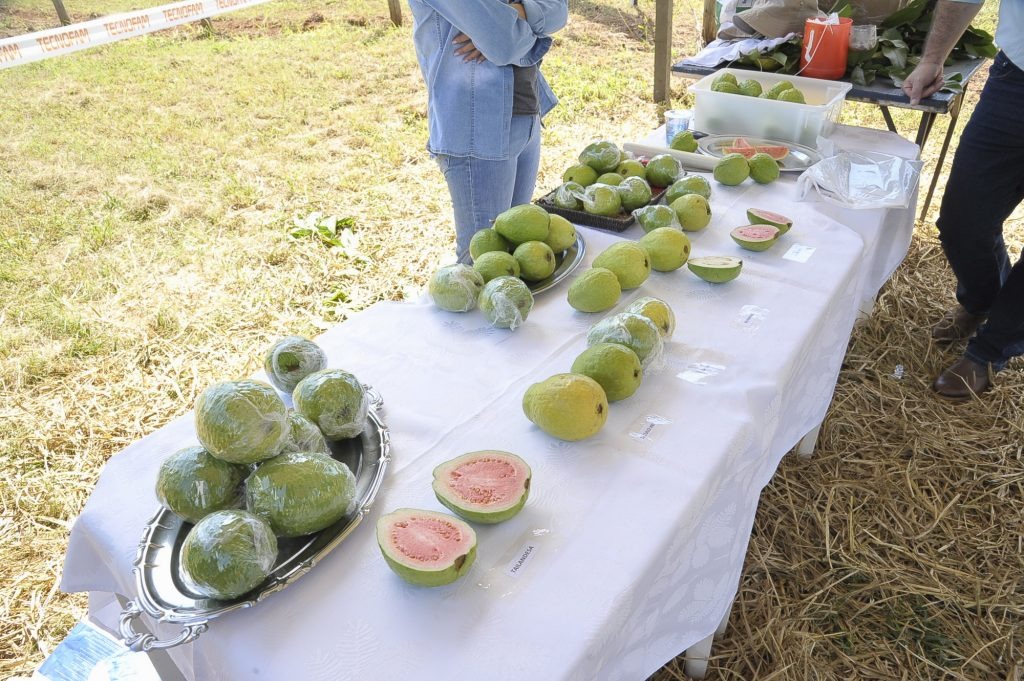 Frutos ensacados são mostrados como técnica para livrar goiaba da mosca-da-fruta O público ainda pode tirar a prova da qualidade da fruta através de uma degustação.