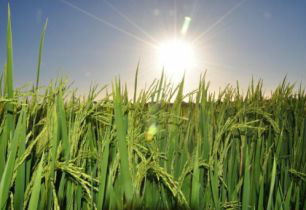 Nessa ultima safra foram colhidas 72,2 mil toneladas de arroz limpo, mas seriam necessárias 114,7 mil toneladas para abastecer o consumo interno. 