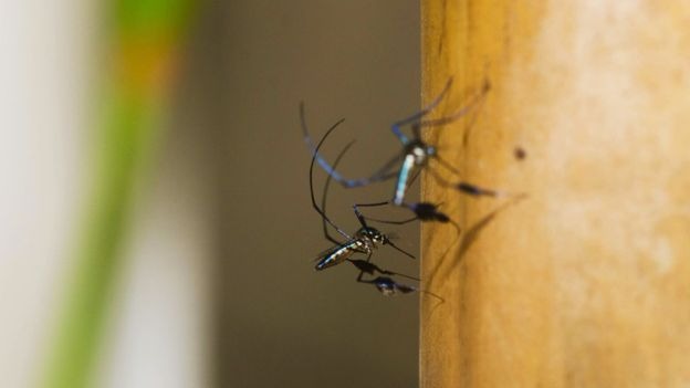 Mosquitos do gênero Sabethes estão entre os transmissores da febre amarela silvestre | Foto: Raquel Portugal/Fundação Oswaldo Cruz