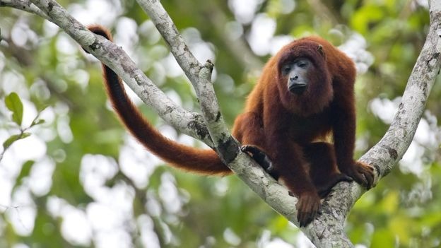 Macacos não transmitem a doença diretamente, mas são o principal hospedeiro do vírus da febre amarela silvestre | Foto: Getty Images