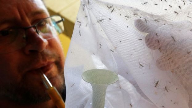 Mosquitos que transmitem febre amarela na área rural são diferentes dos da área urbana; transmissão da doença não é registrada em cidades desde 1942 | Foto: Reuters