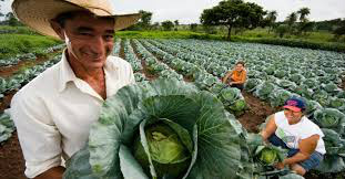 Oficial da ONU diz que Brasil é referência latina em agricultura familiar