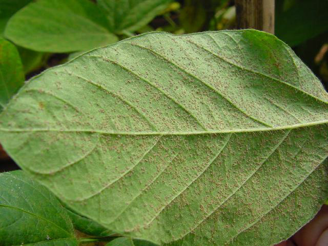 Folha de soja com ferrugem asiática.Foto: Divulgação