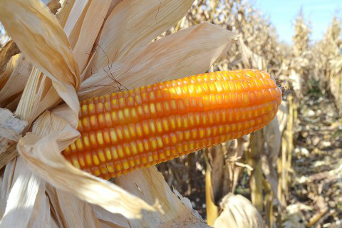 Foto: Assessoria de Imprensa Sistema Famasul