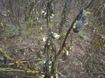 Famasul reúne entidades e lideranças rurais para avaliar perdas na safra
