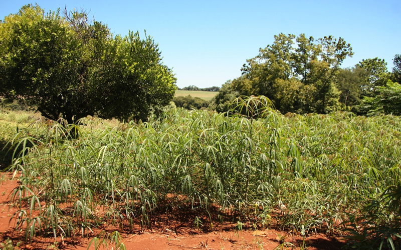Cerca de 80% da mandioca produzida em MS vai para outros estados