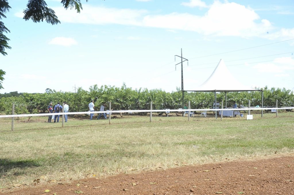 Frutos ensacados são mostrados como técnica para livrar goiaba da mosca-da-fruta O verde das folhas das goiabeiras divide espaço com o branco do papel amanteigado dentro da unidade demonstrativa da Agraer, na 3ª Tecnofam.