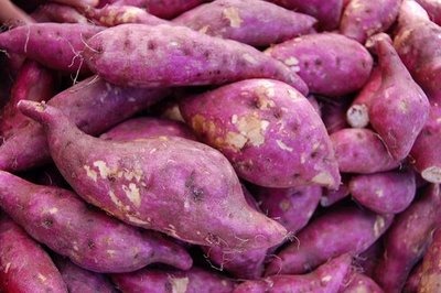 Usina de etanol a partir da batata doce produz duas vezes mais combustível Foto: Divulgação