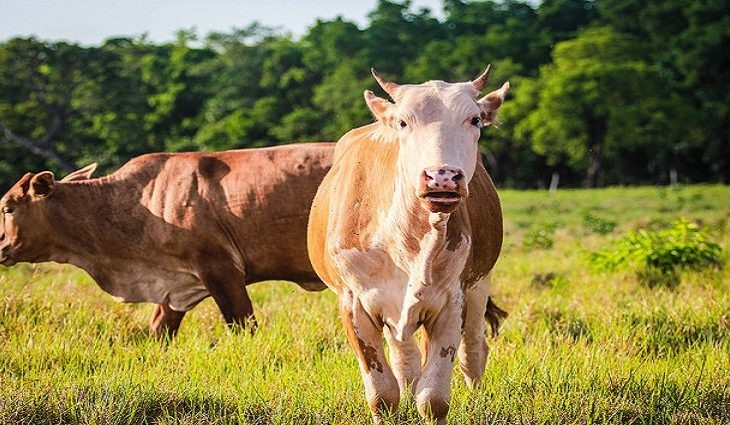 Carne Sustentável do Pantanal fortalece pecuária e conserva o meio ambiente Foto: CI Orgânicos