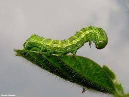 Na guerra contra a Helicoverpa armigera, os produtores tiveram de comprar mais e novos produtos