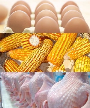 Frango, ovo, milho e inflação em maio de 2017 Foto: Divulgação
