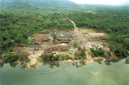 Código Florestal chega ao Senado