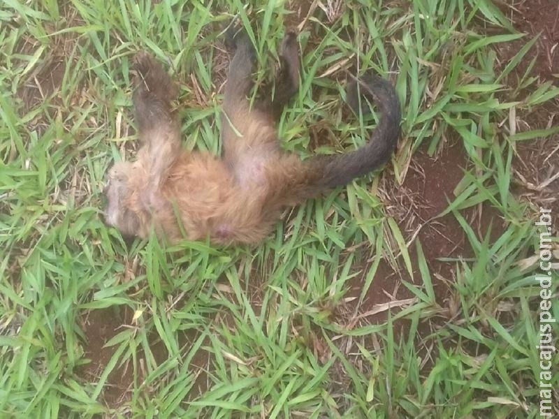 Macaco é encontrado morto em fazenda de MS e deixa moradores assustados Foto: Divulgação