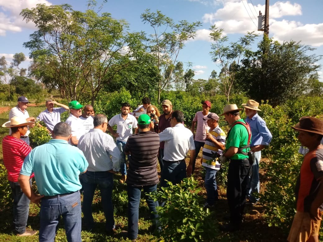 No período da tarde, aconteceu uma visita técnica em uma unidade produtora, com demonstrações praticas de poda, colheita, orientação de plantio e métodos de prevenção de pragas