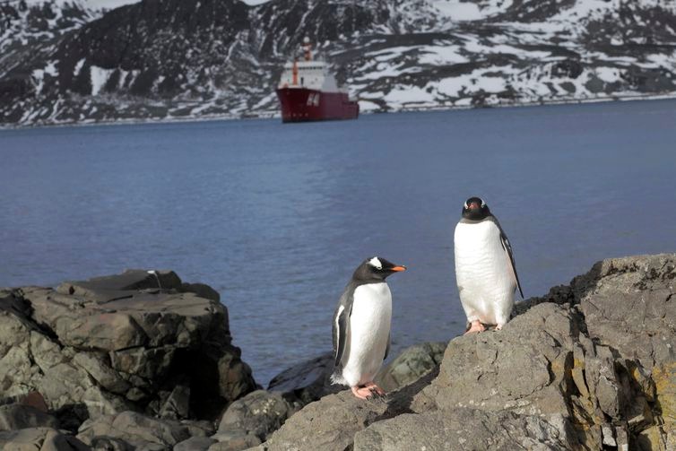 Baía do Almirantado, na Antártida. Na foto, Pinguins/ Foto:Alan Arrais/NBR/Agência Brasil
