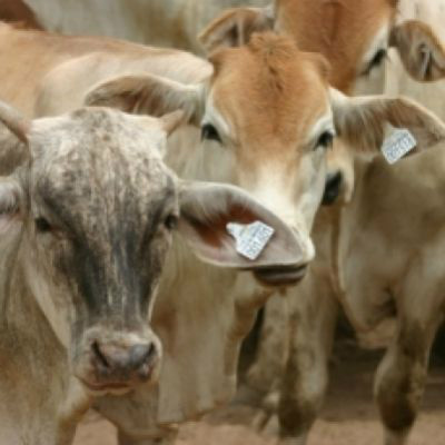 Paraguai confirma cumprimento de procedimentos do Panaftosa