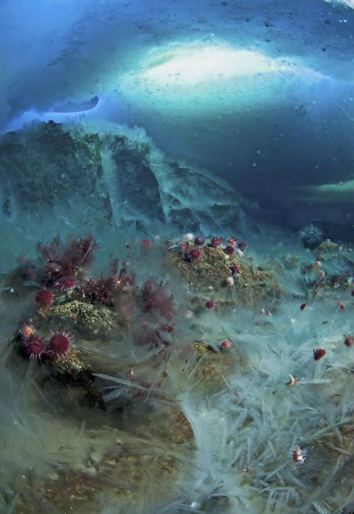 Antártica: o dedo gelado da morte