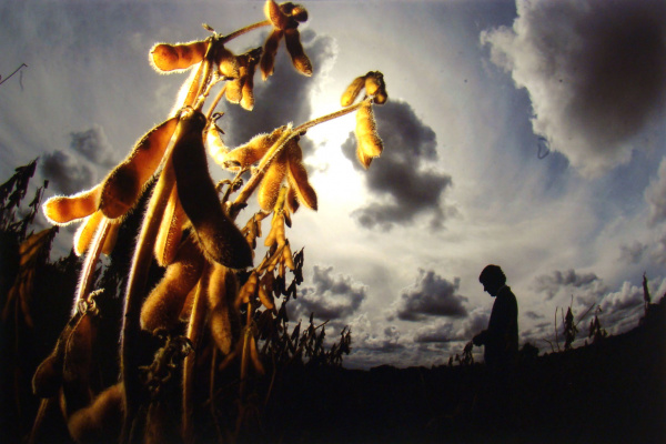 Chuvas causam mais de R$ 1 bi em prejuízos nas lavouras de soja de MS Chuvas causam mais de R$ 1 bi em prejuízos nas lavouras de soja de MS