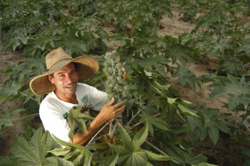 Produção de biodiesel gerou mais de R$ 2 bi para agricultura familiar Produção de biodiesel gerou mais de R$ 2 bi para agricultura familiar