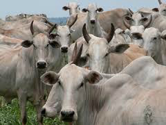 Iagro amplia validade do Guia de Trânsito Animal devido ao feriado Iagro amplia validade do Guia de Trânsito Animal devido ao feriado