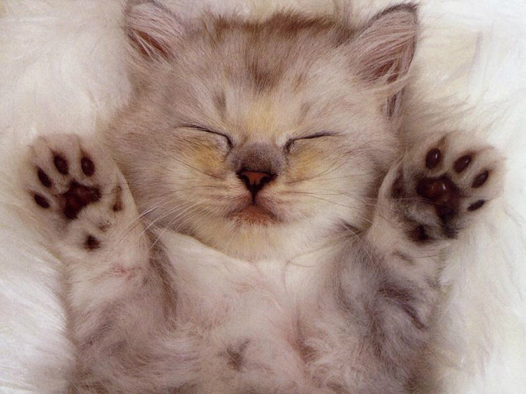 PMA autua em R$ 500,00 jovem por matar gato de vizinha