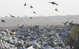 População pode participar da Conferência do Meio Ambiente pela internet