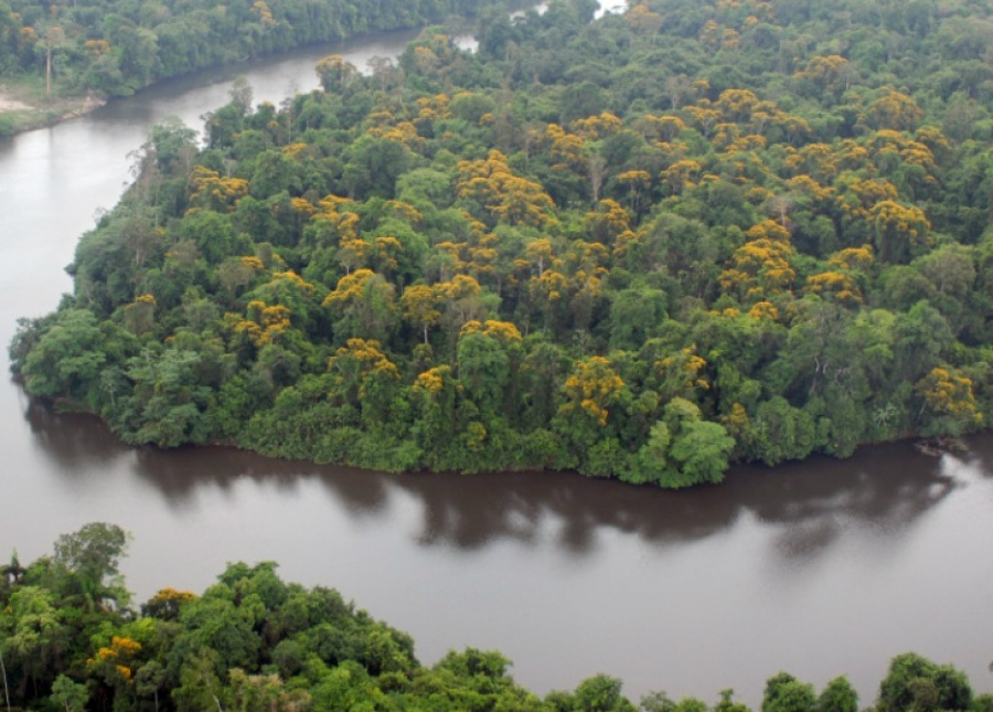 Brasil compensou nove vezes emissões diretas de carbono da Copa do Mundo